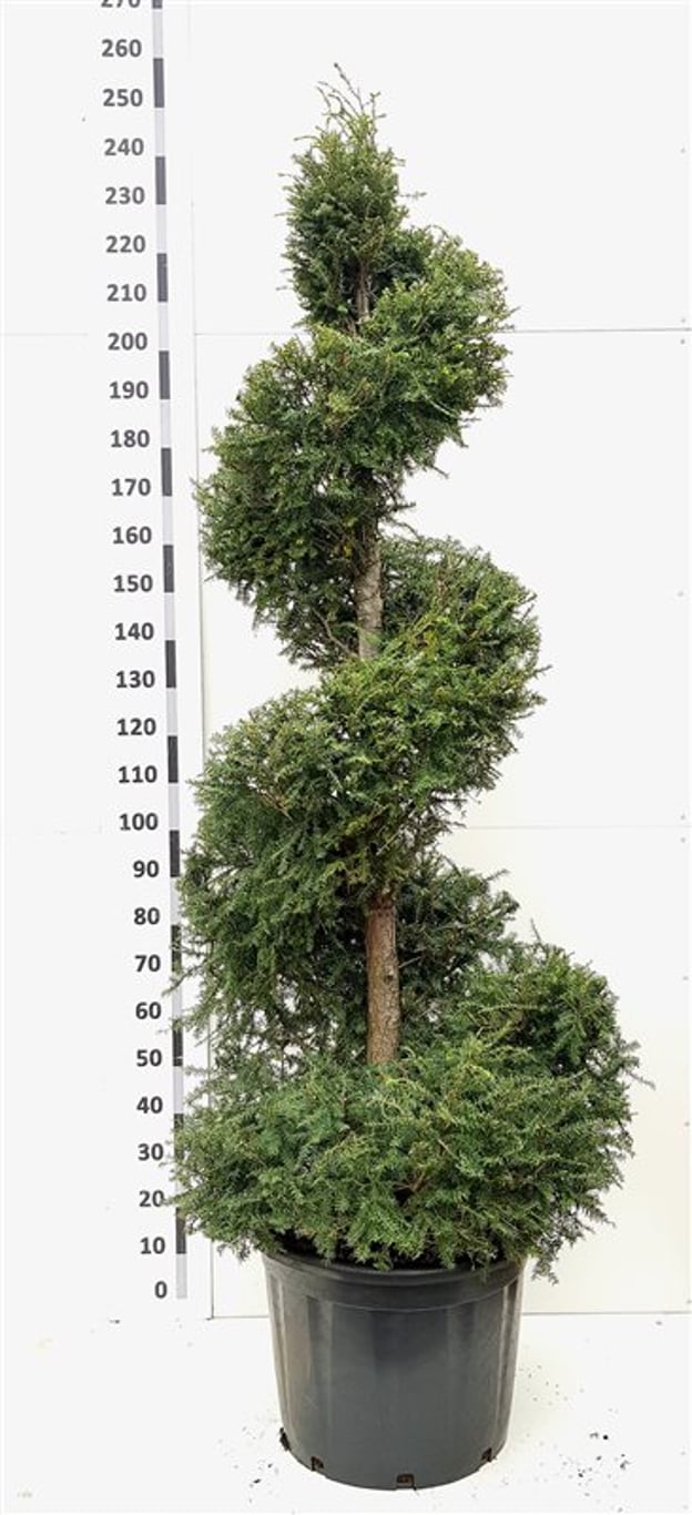 Tsuga canadensis - 160-180 CM Spiral Cont.